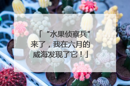 “水果侦察兵”来了，我在六月的威海发现了它！