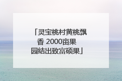 灵宝桃村黄桃飘香 2000亩果园结出致富硕果