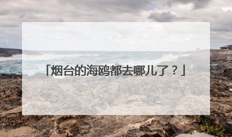 烟台的海鸥都去哪儿了？