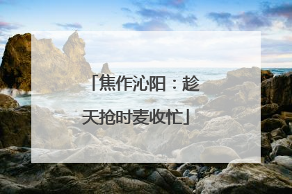 焦作沁阳：趁天抢时麦收忙