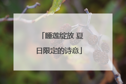 睡莲绽放 夏日限定的诗意