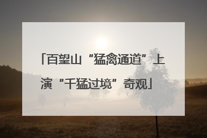 百望山“猛禽通道”上演“千猛过境”奇观
