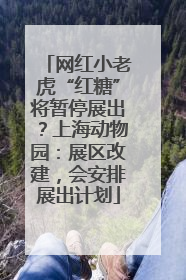 网红小老虎“红糖”将暂停展出？上海动物园：展区改建，会安排展出计划