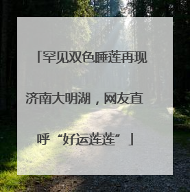 罕见双色睡莲再现济南大明湖，网友直呼“好运莲莲”