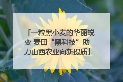 一粒黑小麦的华丽蜕变 麦田“黑科技”助力山西农业向新提质