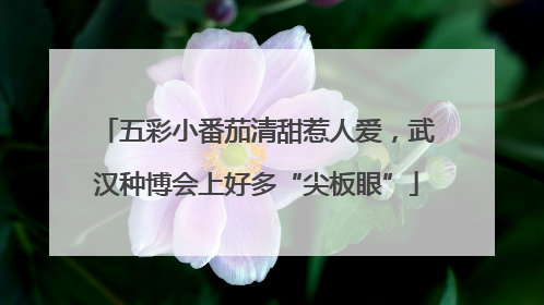 五彩小番茄清甜惹人爱，武汉种博会上好多“尖板眼”