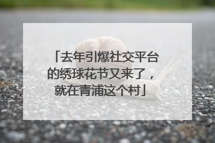 去年引爆社交平台的绣球花节又来了，就在青浦这个村