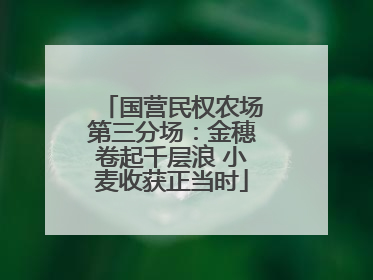 国营民权农场第三分场：金穗卷起千层浪 小麦收获正当时