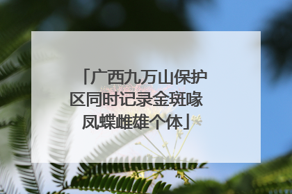 广西九万山保护区同时记录金斑喙凤蝶雌雄个体