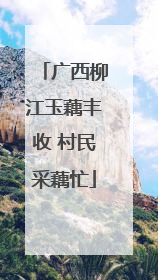 广西柳江玉藕丰收 村民采藕忙