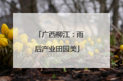 广西柳江：雨后产业田园美