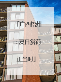 广西梧州：夏日赏荷正当时