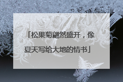 松果菊翩然盛开，像夏天写给大地的情书