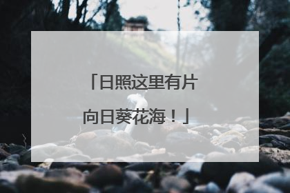 日照这里有片向日葵花海！