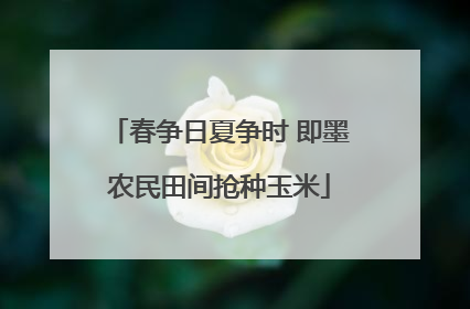 春争日夏争时 即墨农民田间抢种玉米