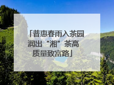 普惠春雨入茶园 润出“湘”茶高质量致富路