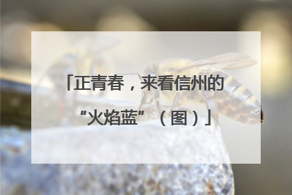 正青春，来看信州的“火焰蓝”（图）