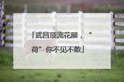 武昌顶流花展，“荷”你不见不散