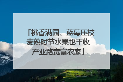 桃香满园、蓝莓压枝 麦熟时节水果也丰收 产业路宽富农家