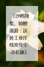 沙鸥翔集、锦鲤漫游：这处工业岸线变身生态长廊