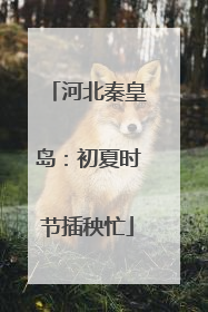 河北秦皇岛：初夏时节插秧忙