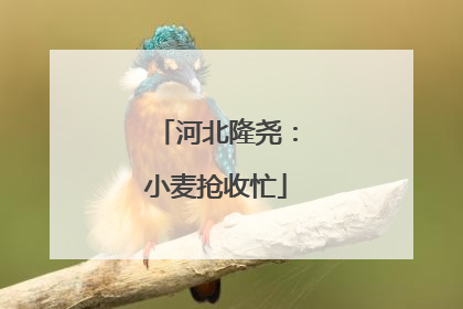 河北隆尧：小麦抢收忙