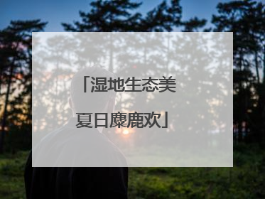 湿地生态美 夏日麋鹿欢