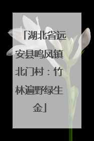 湖北省远安县鸣凤镇北门村：竹林遍野绿生金
