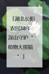 湖北长阳农民38年深山守护“植物大熊猫”
