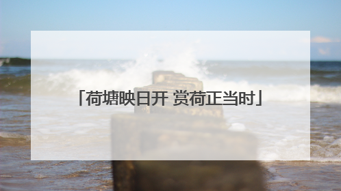荷塘映日开 赏荷正当时