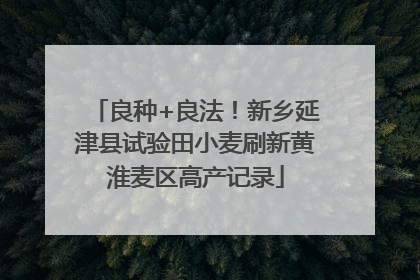 良种+良法！新乡延津县试验田小麦刷新黄淮麦区高产记录