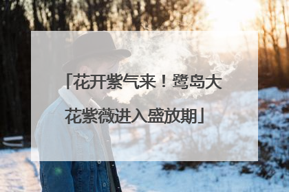 花开紫气来！鹭岛大花紫薇进入盛放期
