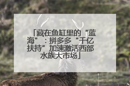 藏在鱼缸里的“蓝海”：拼多多“千亿扶持”加速激活西部水族大市场
