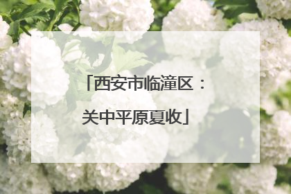 西安市临潼区：关中平原夏收
