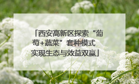 西安高新区探索“葡萄+蔬菜”套种模式 实现生态与效益双赢