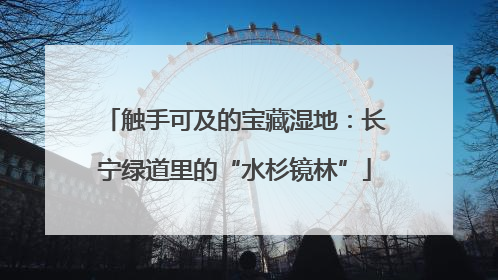 触手可及的宝藏湿地：长宁绿道里的“水杉镜林”