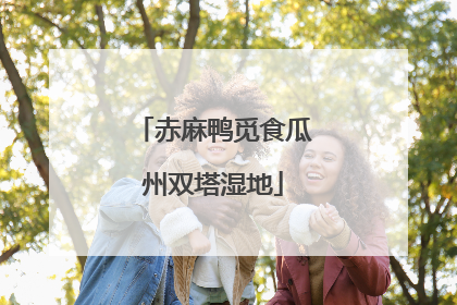 赤麻鸭觅食瓜州双塔湿地