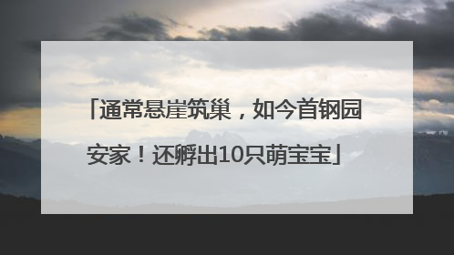 通常悬崖筑巢，如今首钢园安家！还孵出10只萌宝宝