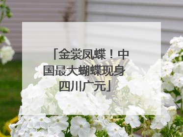 金裳凤蝶！中国最大蝴蝶现身四川广元