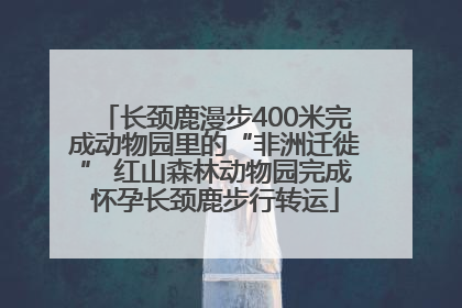 长颈鹿漫步400米完成动物园里的“非洲迁徙” 红山森林动物园完成怀孕长颈鹿步行转运