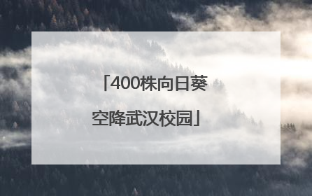 400株向日葵空降武汉校园