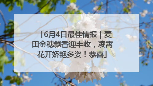 6月4日最佳情报｜麦田金穗飘香迎丰收，凌霄花开娇艳多姿！恭喜
